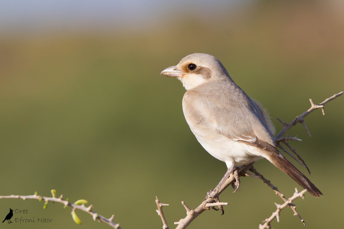 Great Gray Shrike (Steppe) - Oree Efroni Naor