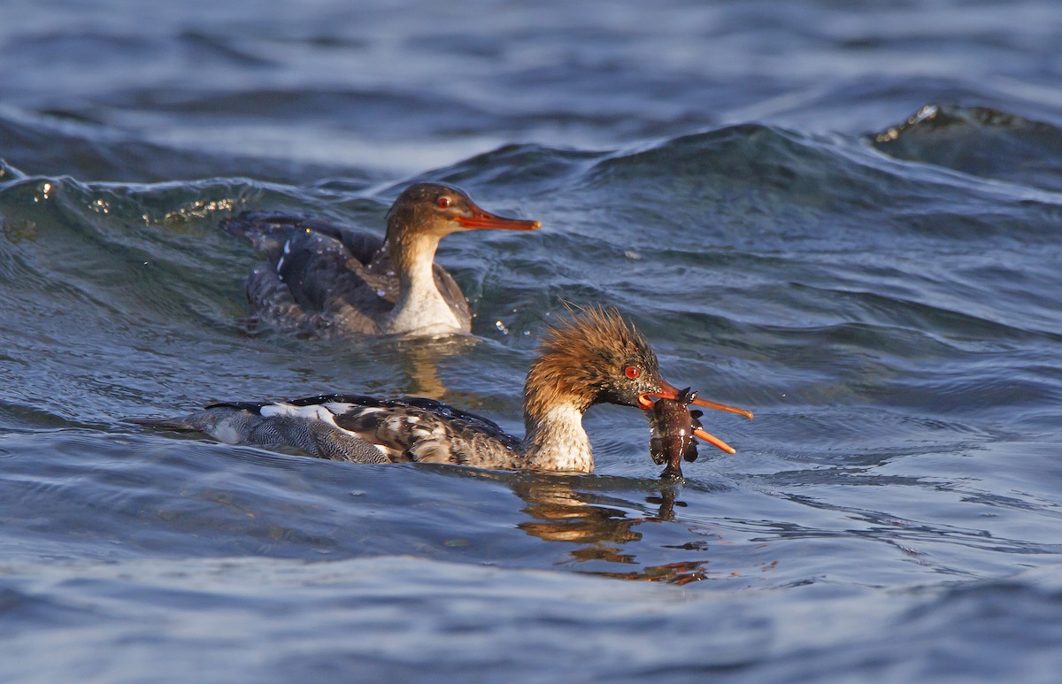 Red-breasted Merganser - ML127600951