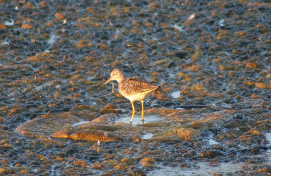 Greater Yellowlegs - ML127601331