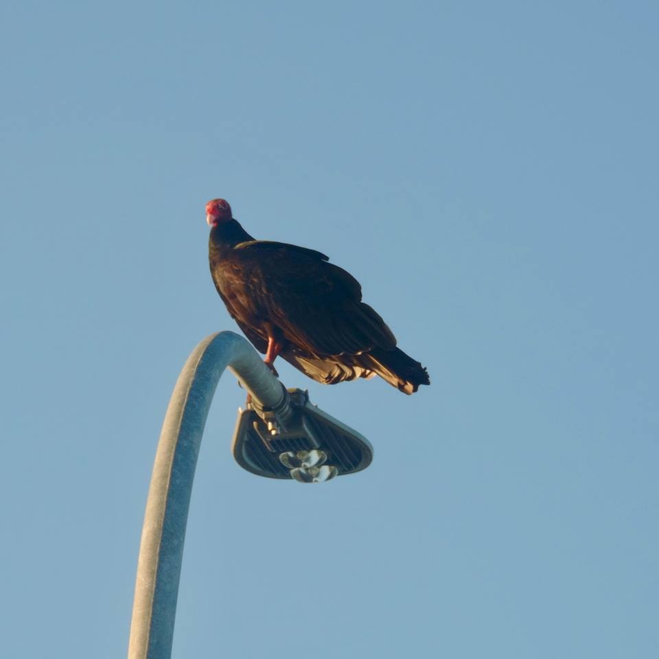 Turkey Vulture - Luce Chamard