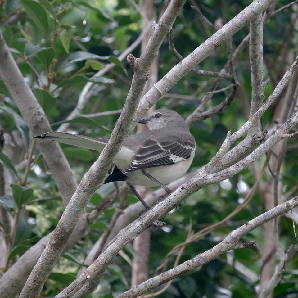 Northern Mockingbird - ML127606111