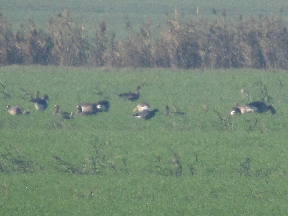 Brant - ML127606321