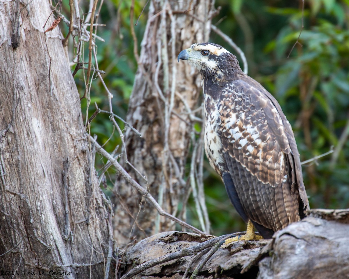 Great Black Hawk - ML127608801