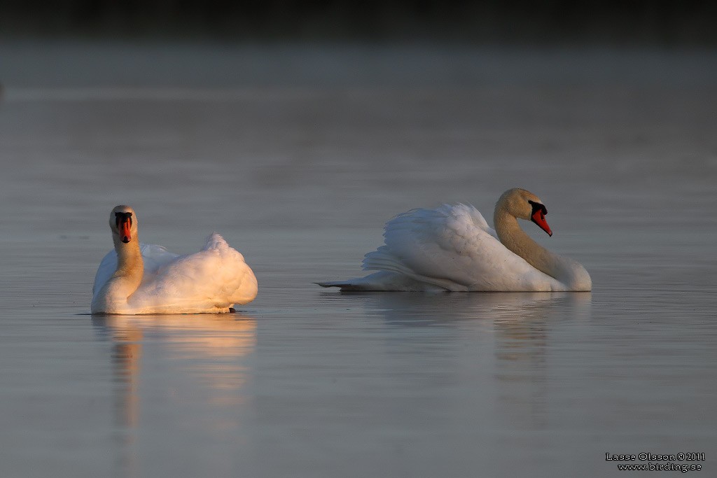 Cygne tuberculé - ML127613921