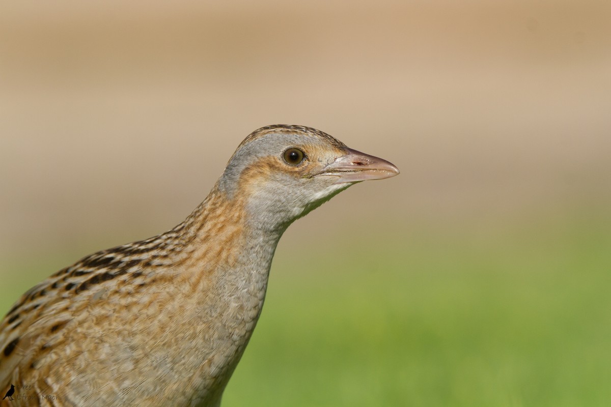 Corn Crake - Oree Efroni Naor