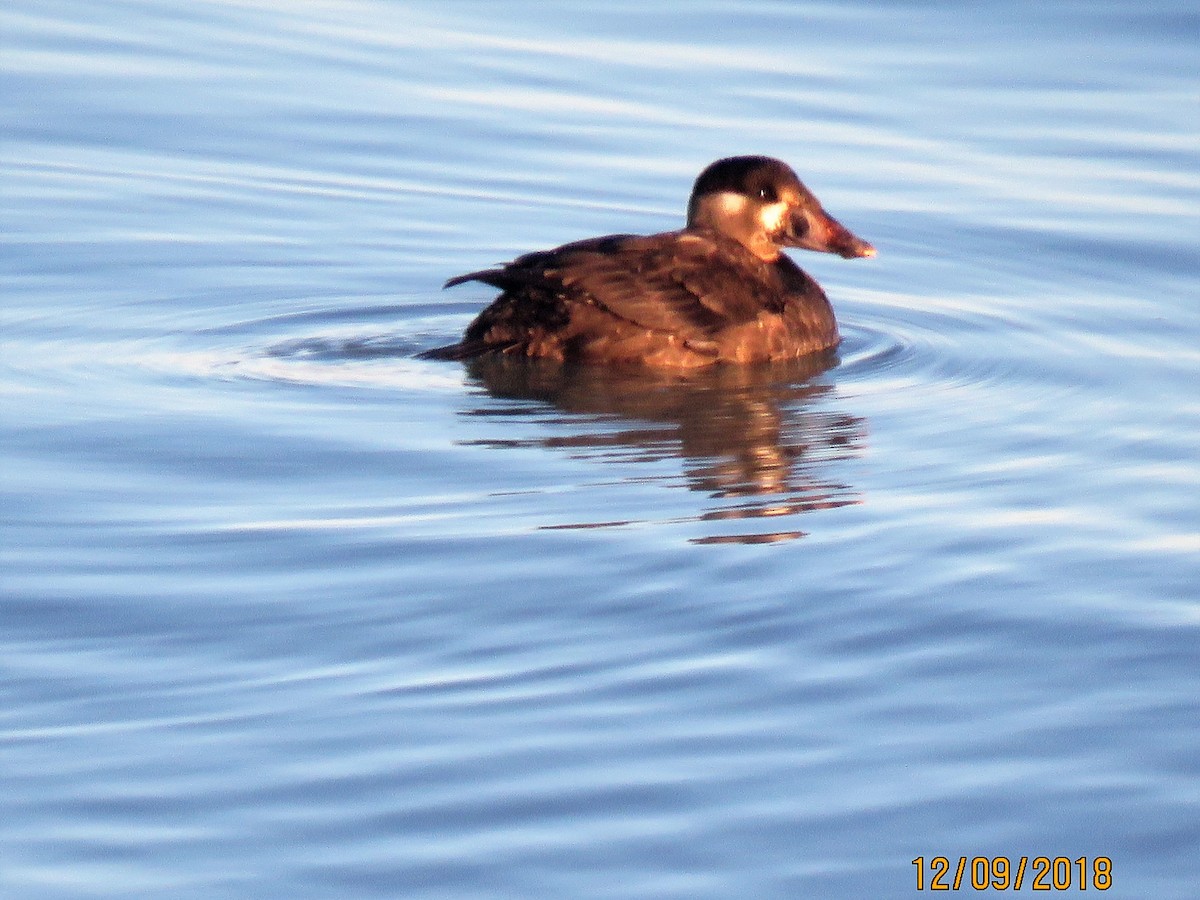 Surf Scoter - ML127614881