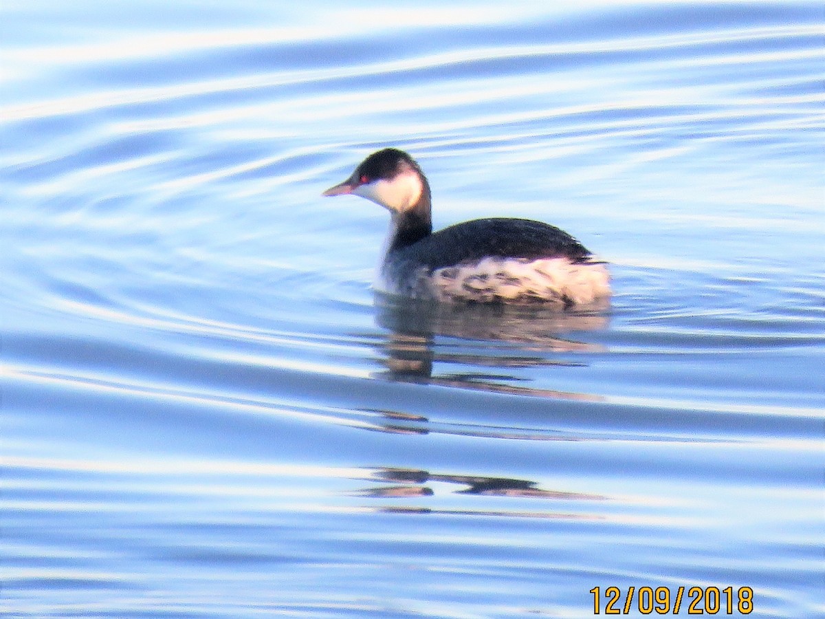 Horned Grebe - dave chase