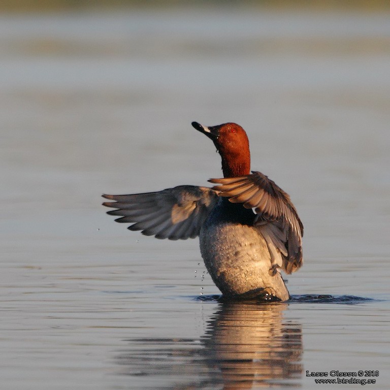 Common Pochard - ML127615431