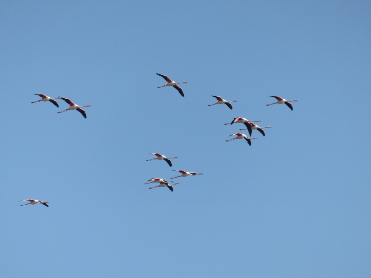 Greater Flamingo - David Santamaría Urbano
