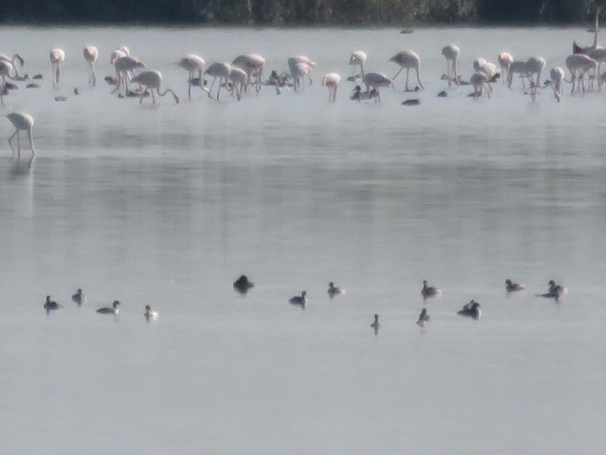 Eared Grebe - ML127617431