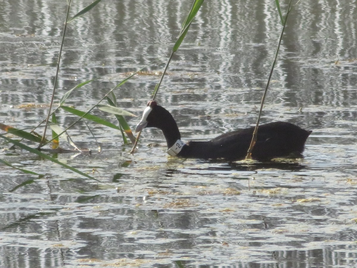 Red-knobbed Coot - ML127617621