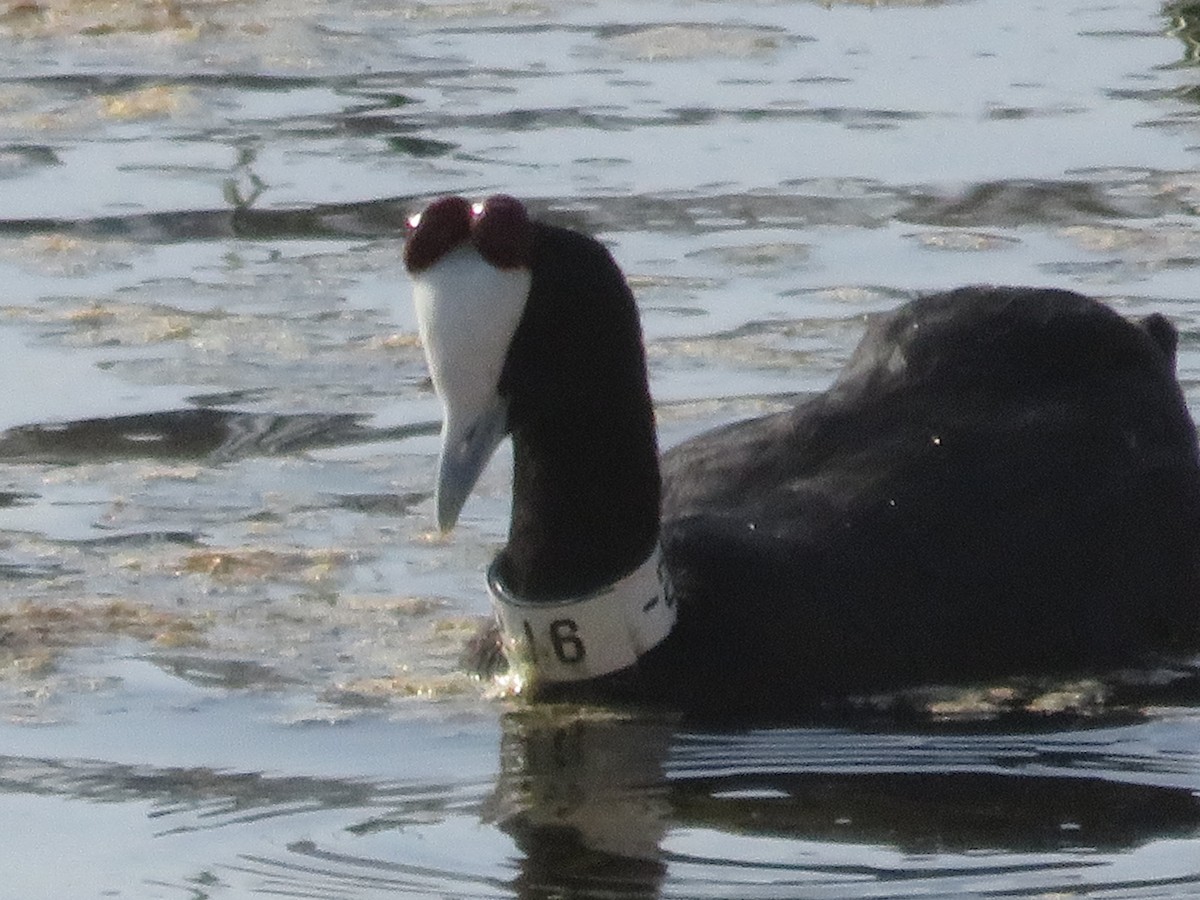 Red-knobbed Coot - ML127617661