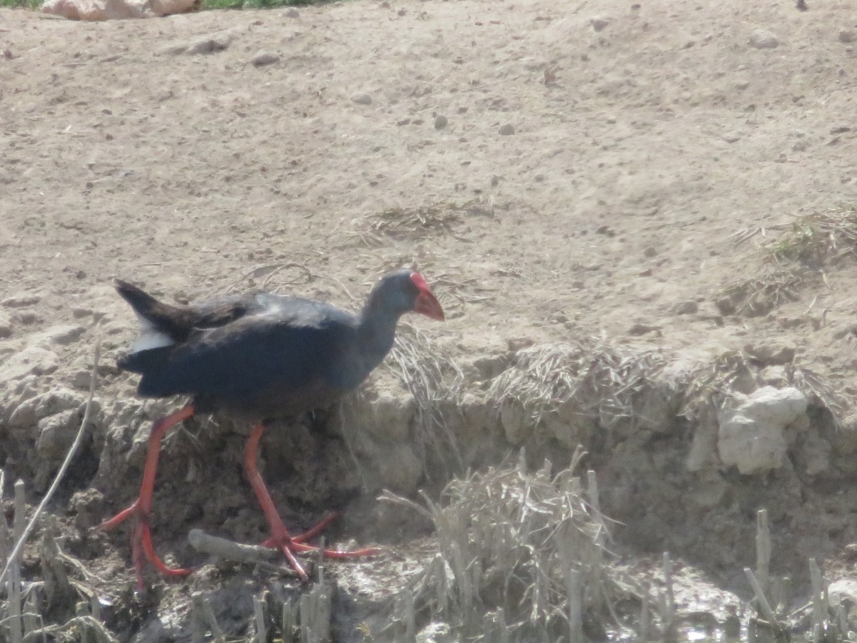 Western Swamphen - ML127618051