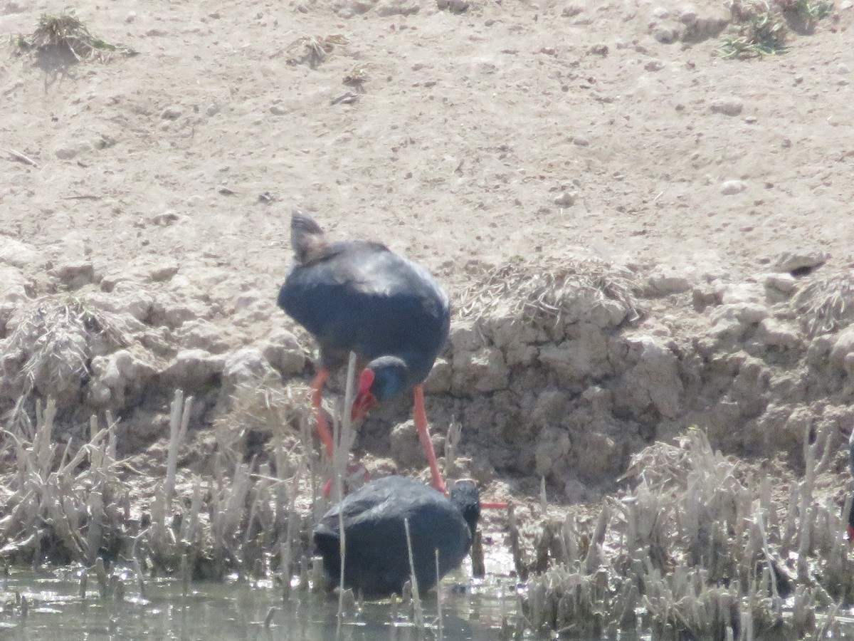 Western Swamphen - ML127618101