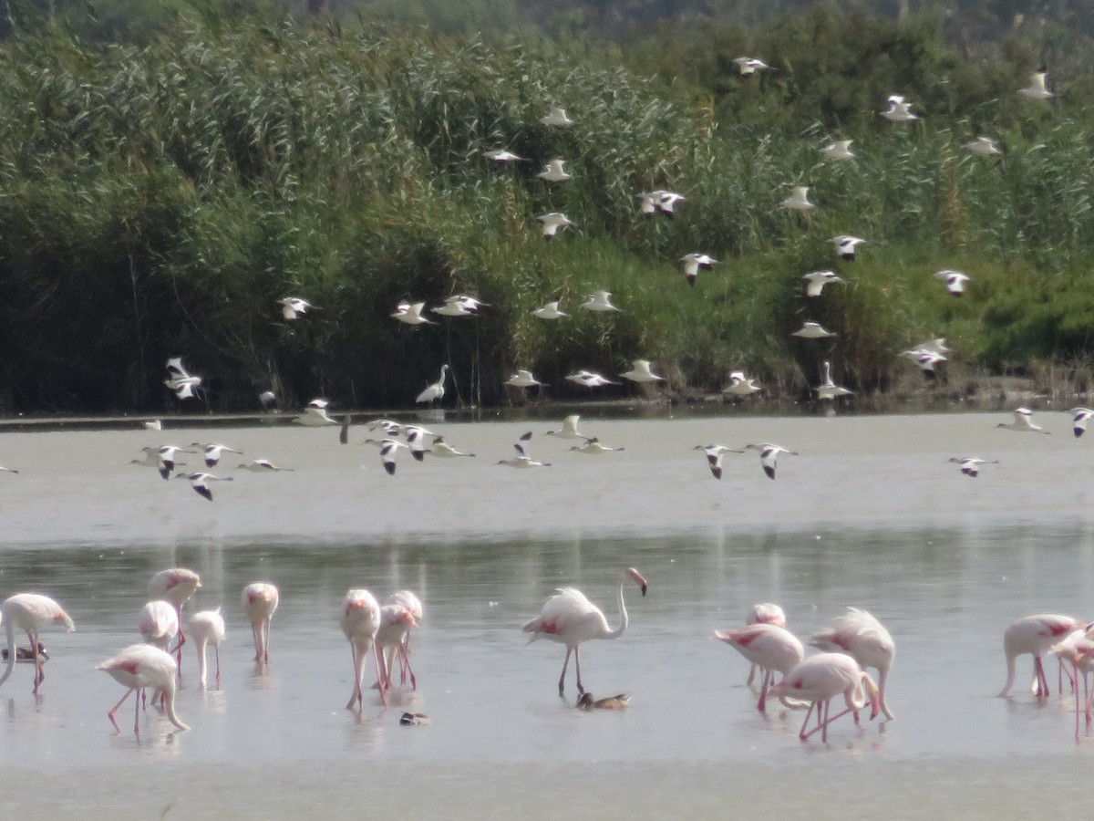 Pied Avocet - ML127618421