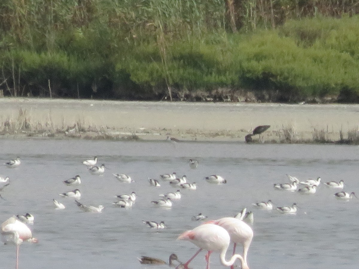 Pied Avocet - ML127618531