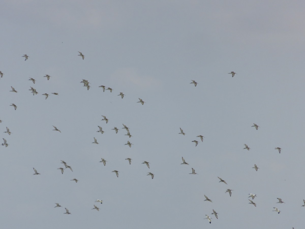 Black-tailed Godwit - ML127618801