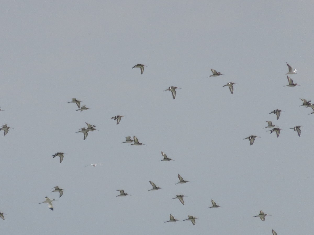 Black-tailed Godwit - ML127619111