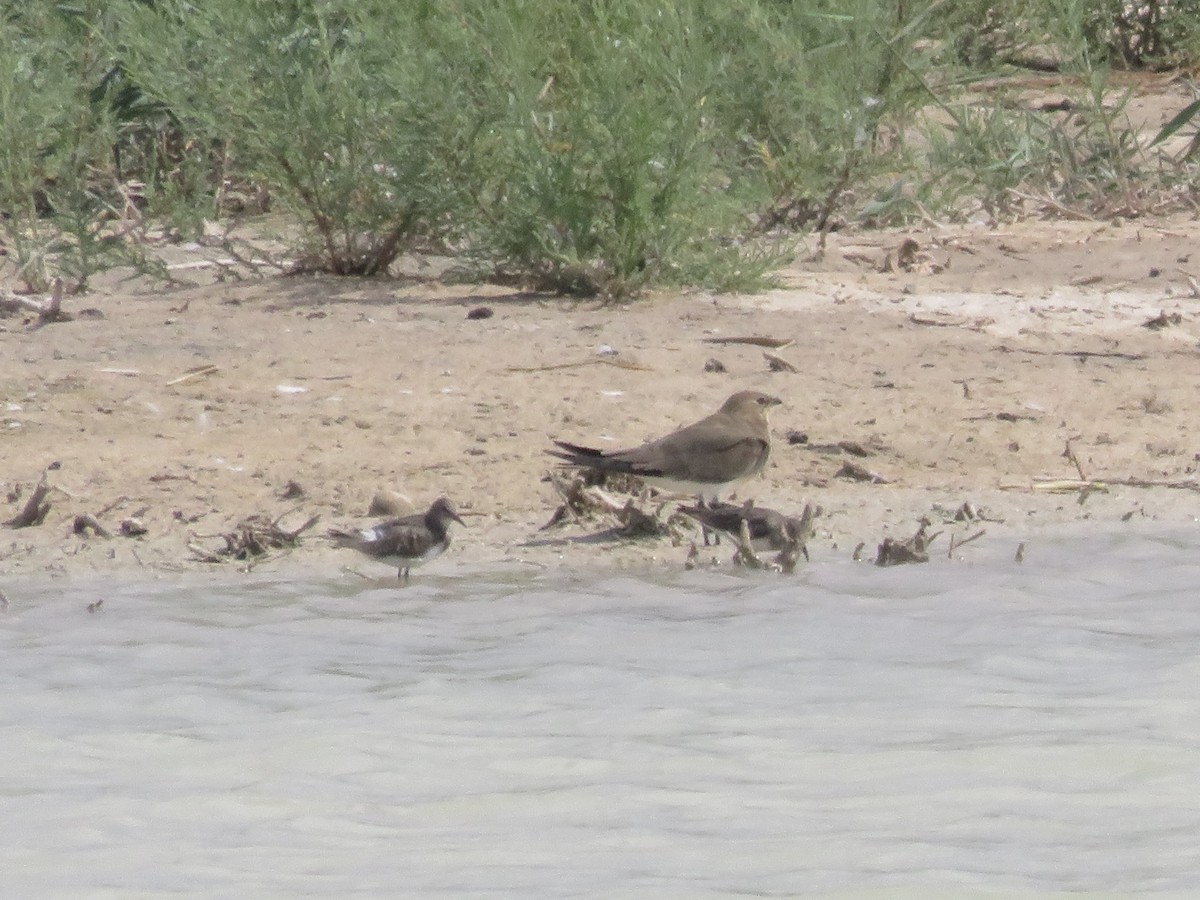 Temminck's Stint - ML127619521