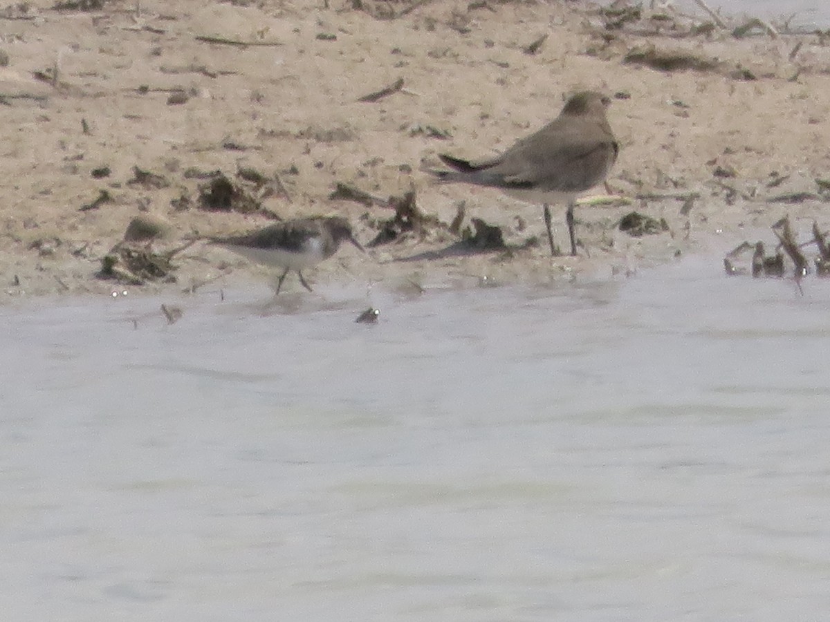 Temminck's Stint - ML127619571