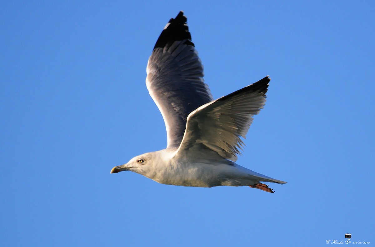 Gaviota Patiamarilla - ML127619651