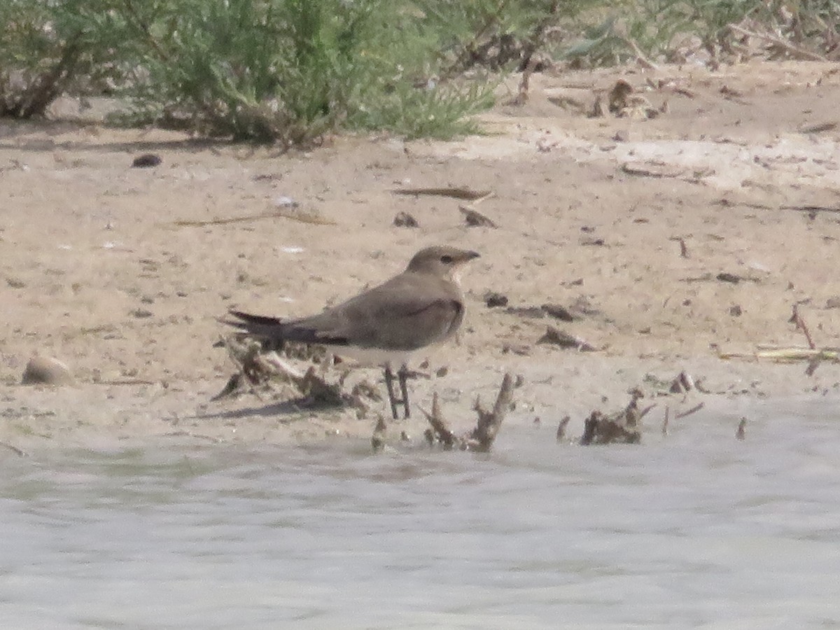 Collared Pratincole - ML127619811