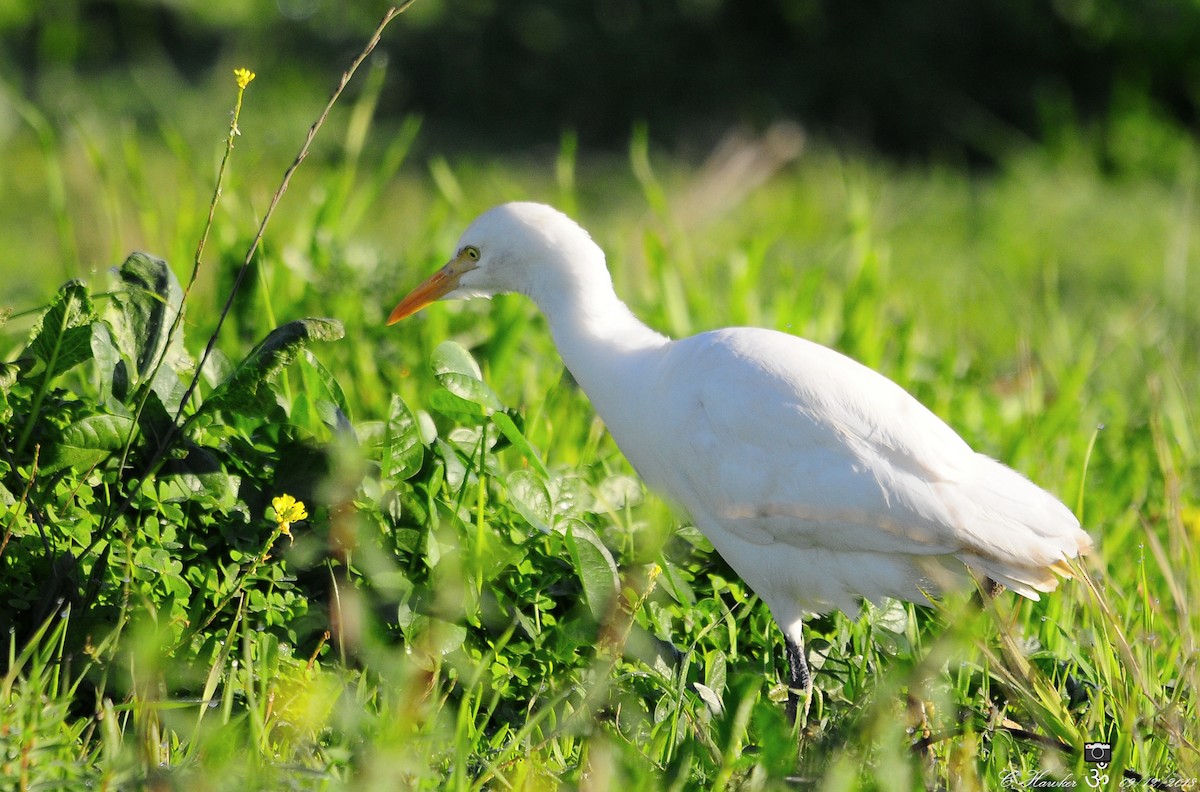 Western Cattle Egret - ML127619901