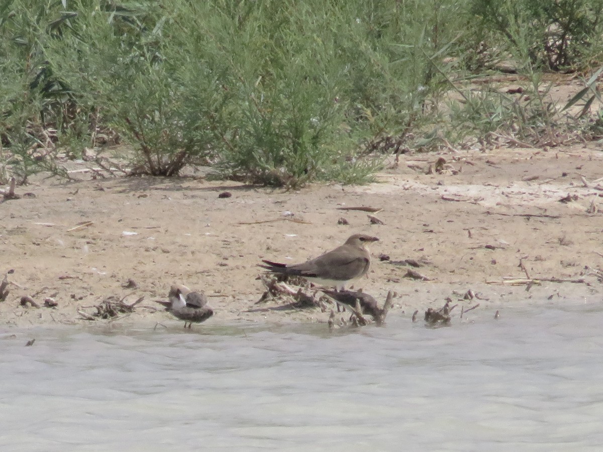 Collared Pratincole - ML127619911