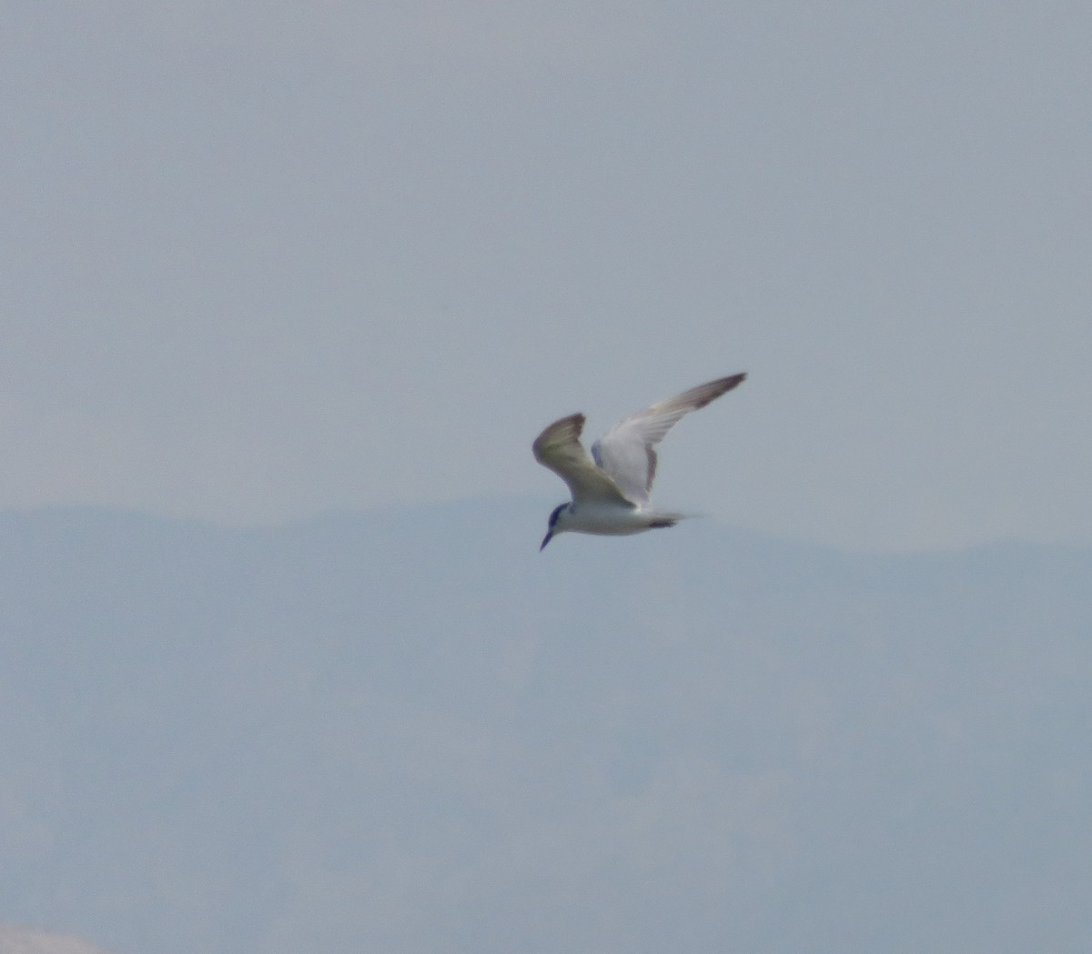 Whiskered Tern - ML127620181