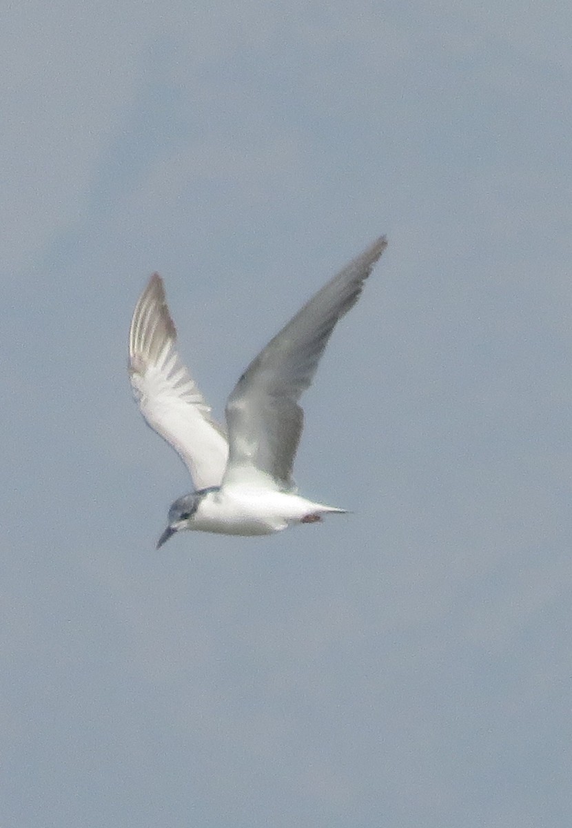 Whiskered Tern - ML127620191