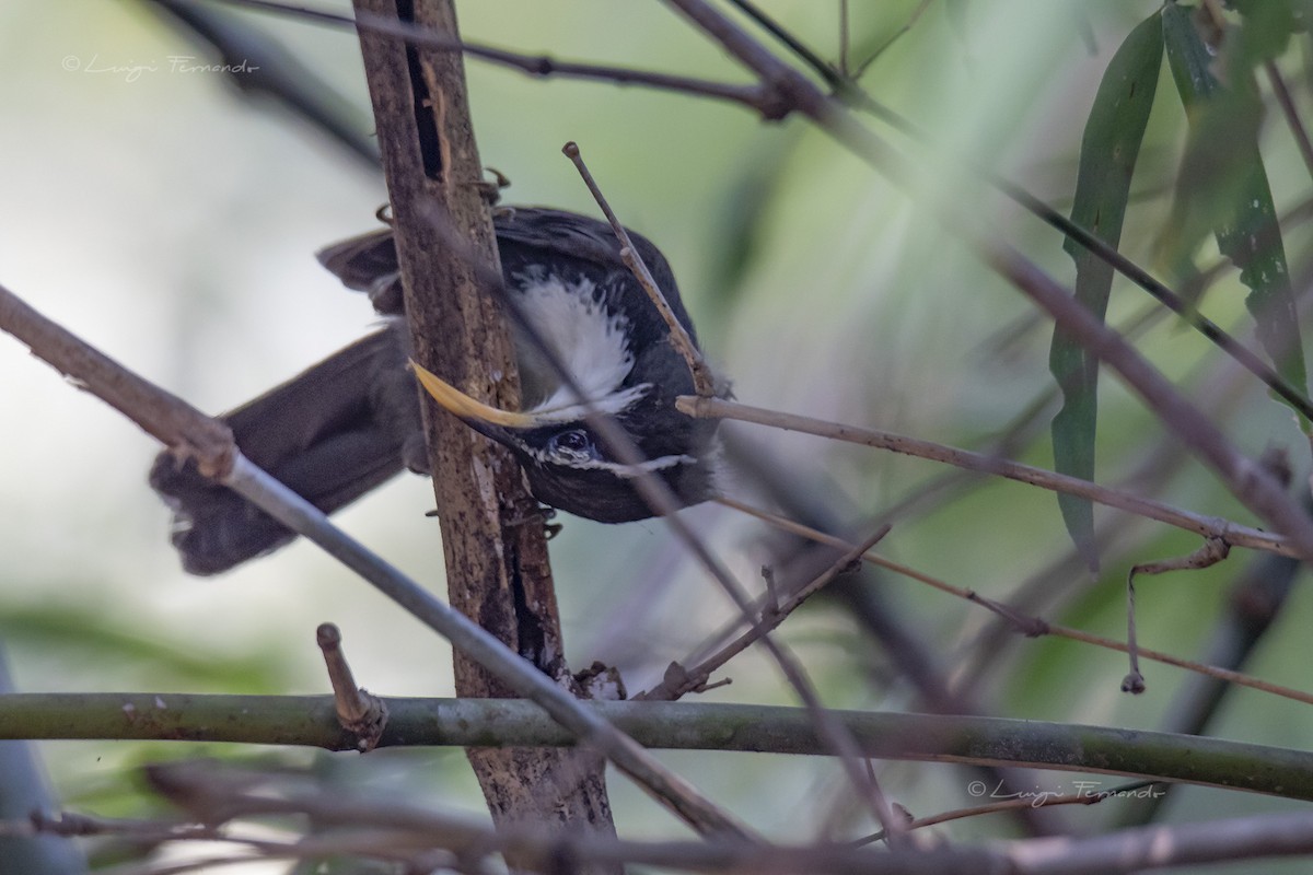 Indian Scimitar-Babbler - ML127620281