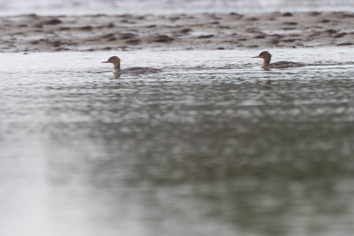 Red-breasted Merganser - ML127620361