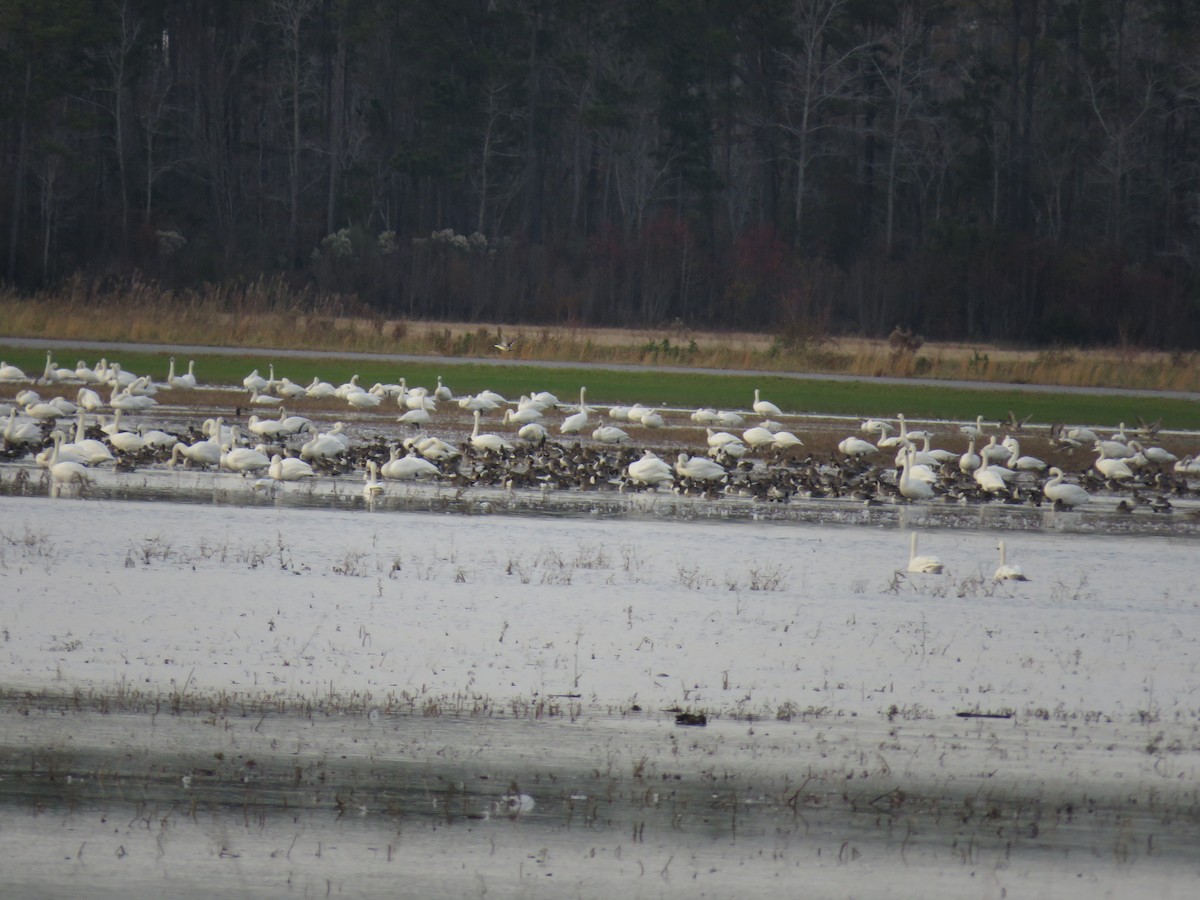 Northern Pintail - ML127620741
