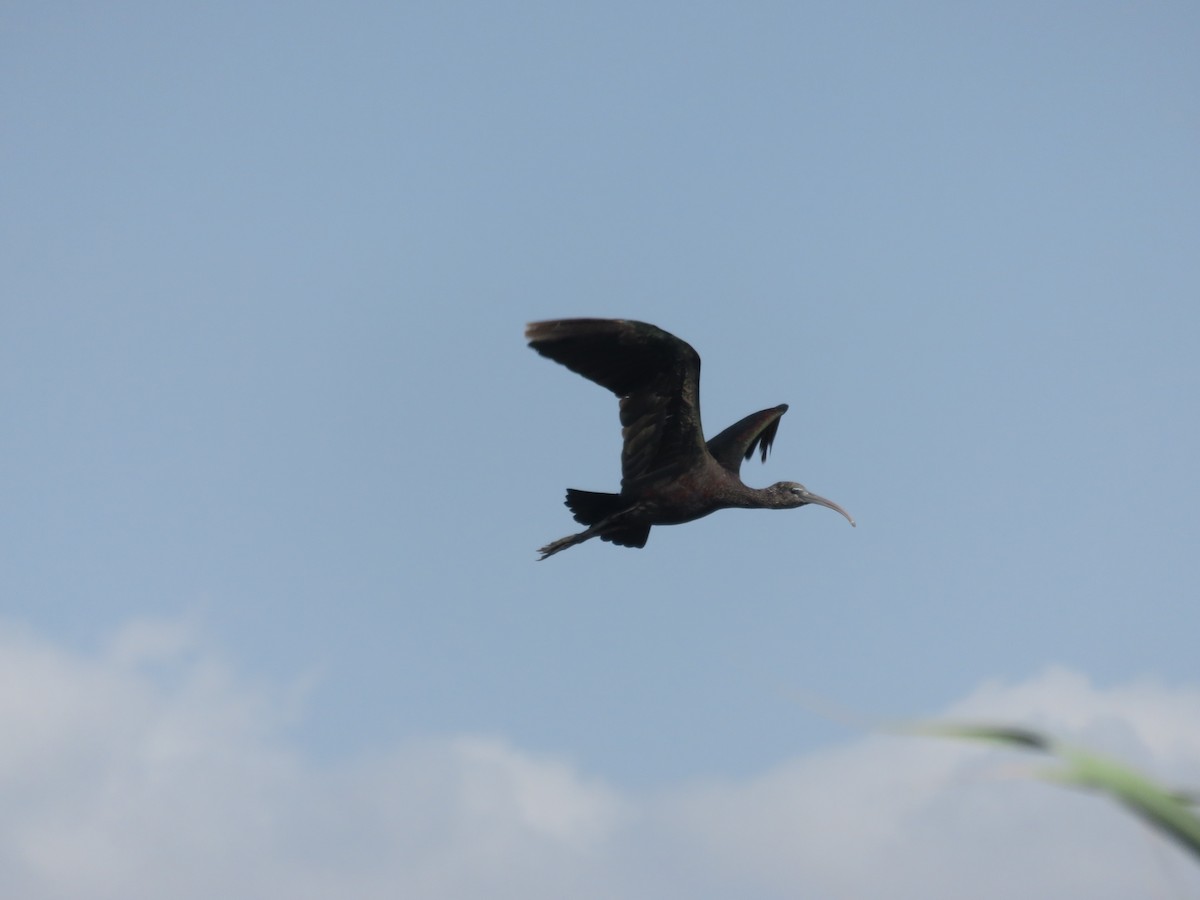 ibis hnědý - ML127620791