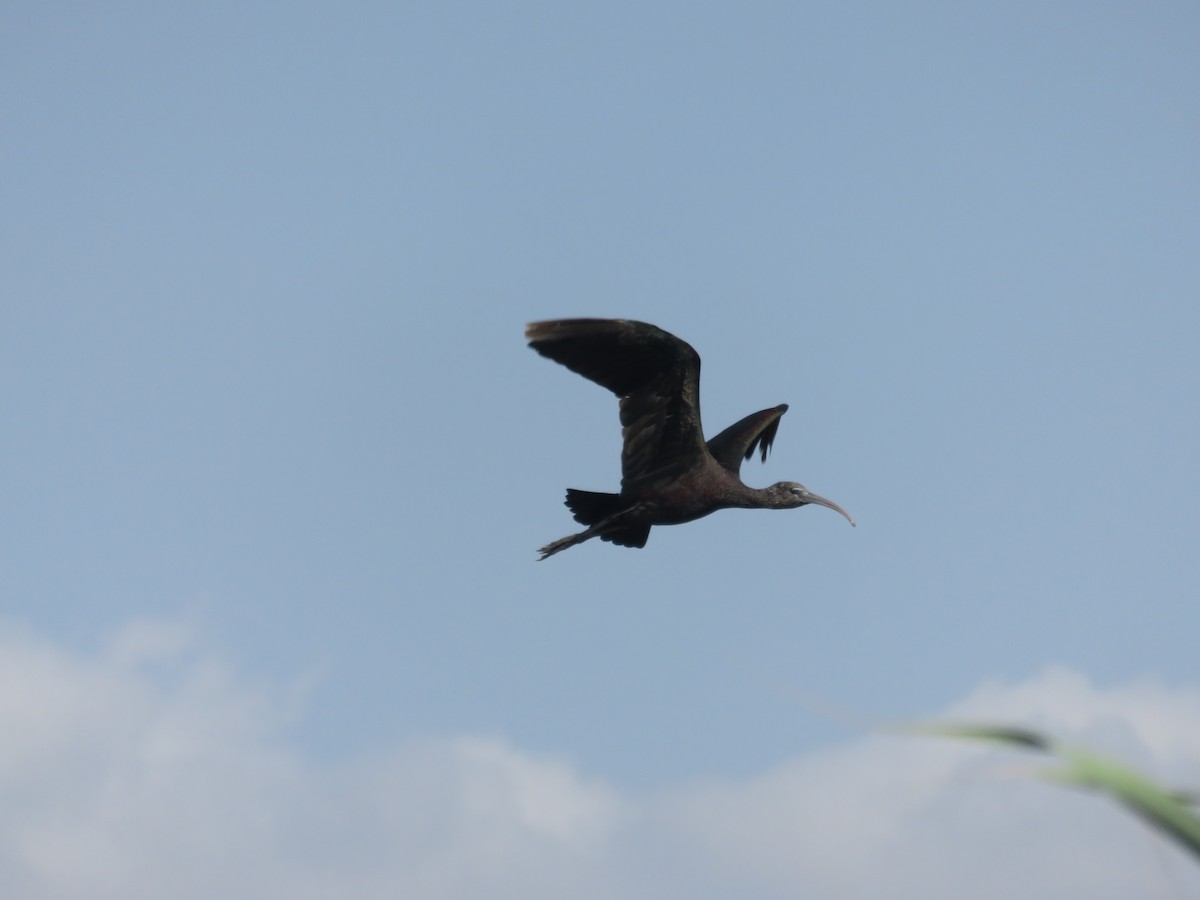 Glossy Ibis - ML127620791