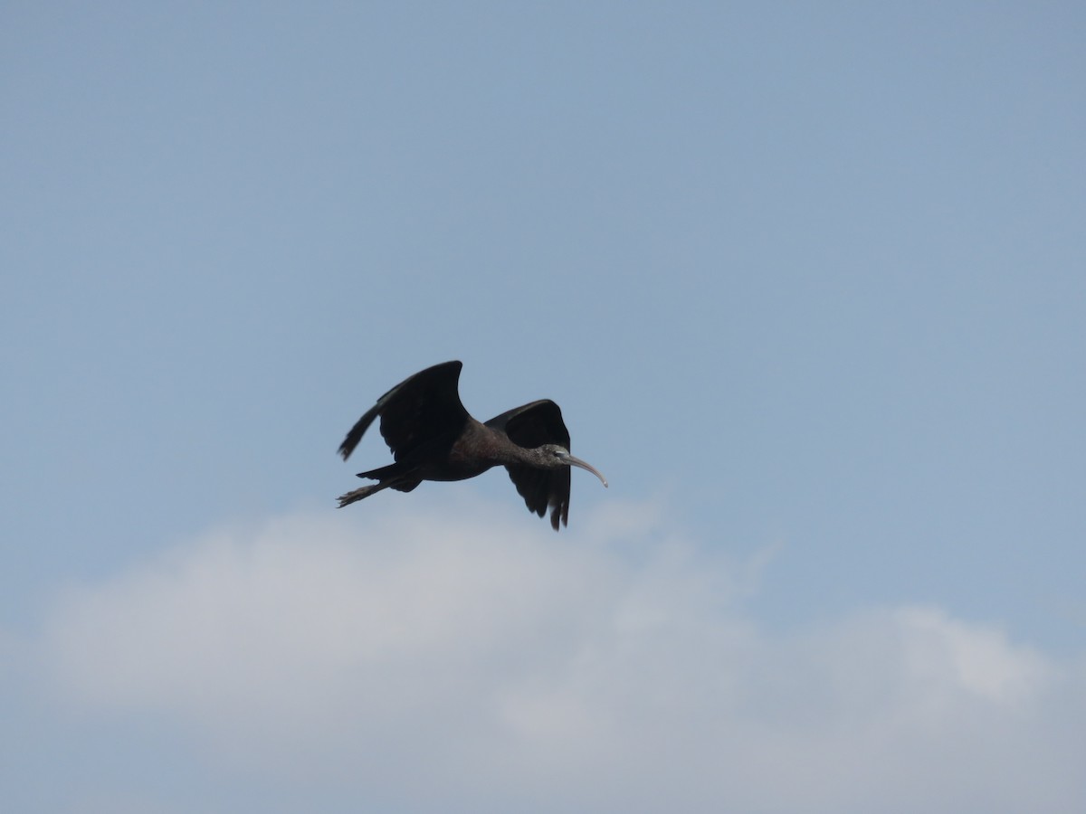 ibis hnědý - ML127620841