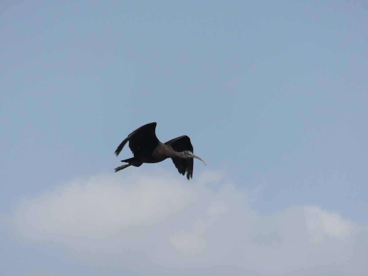 Glossy Ibis - ML127620841