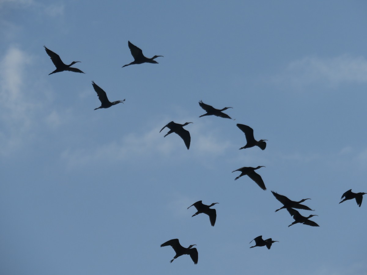 Glossy Ibis - ML127620911