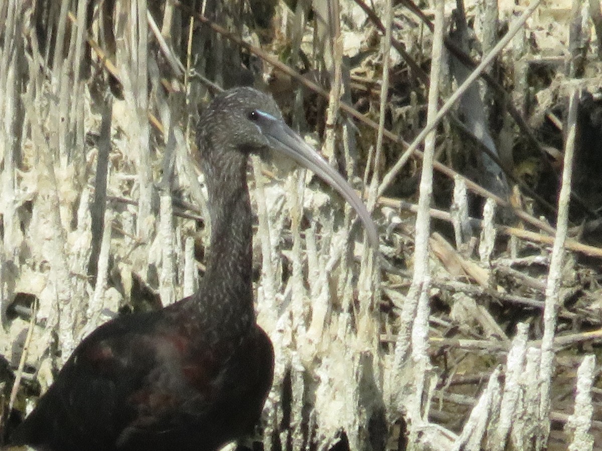 Glossy Ibis - ML127621041