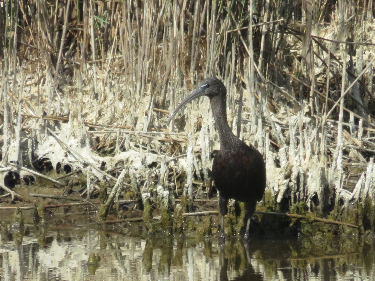 ibis hnědý - ML127621121