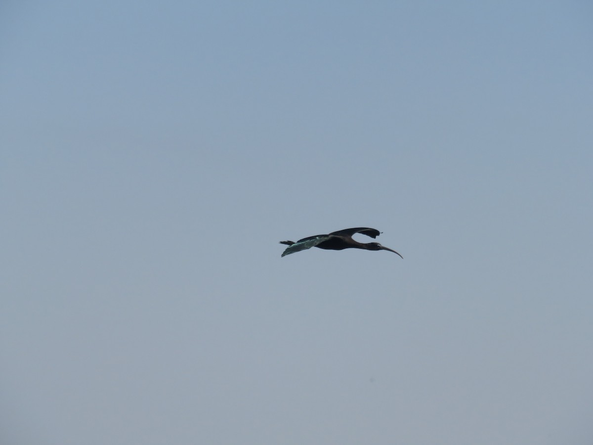 ibis hnědý - ML127621171