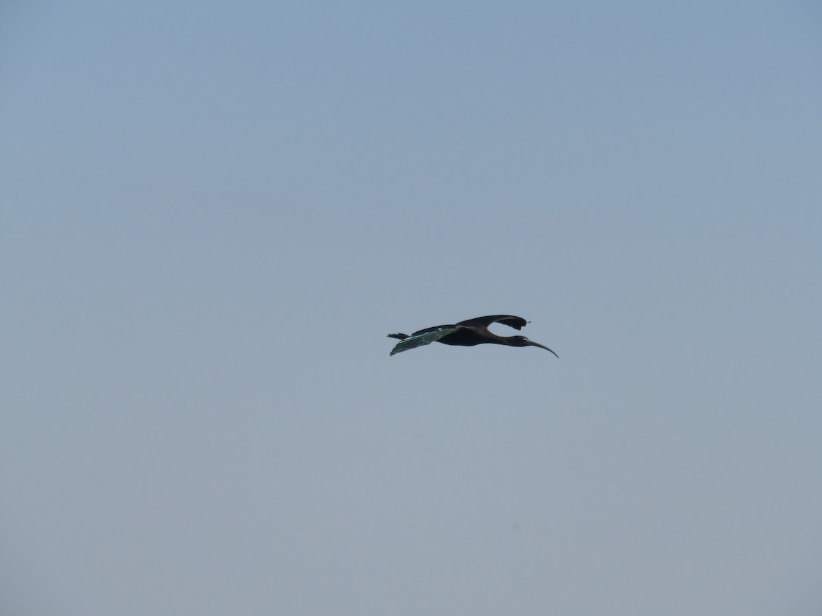 Glossy Ibis - ML127621171