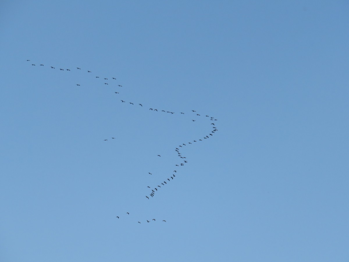 Glossy Ibis - ML127621221