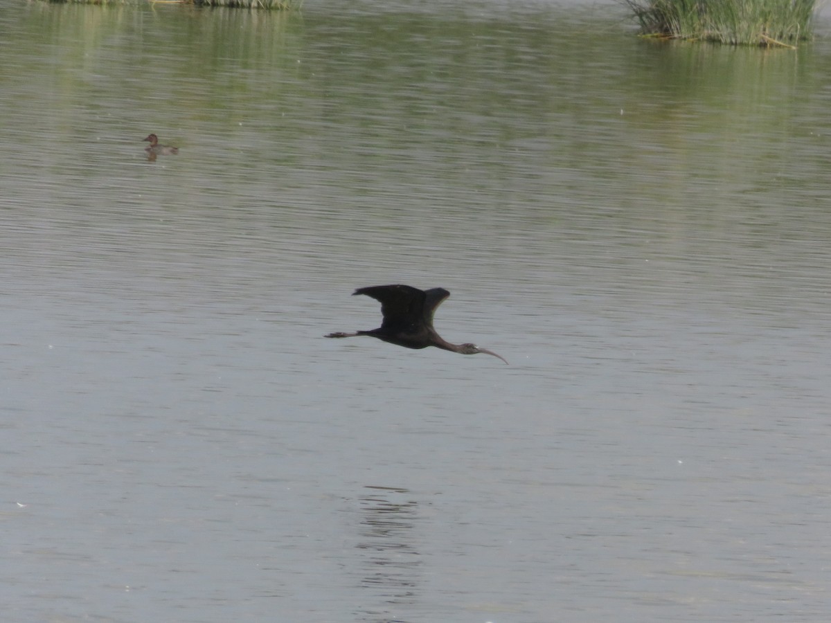 Glossy Ibis - ML127621281