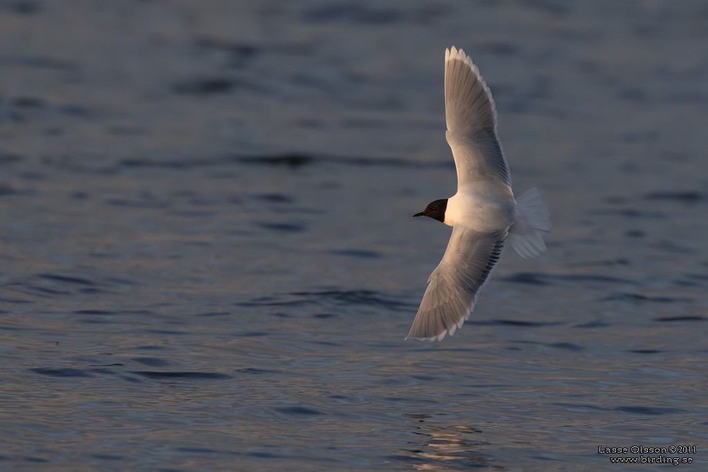 Mouette pygmée - ML127621831