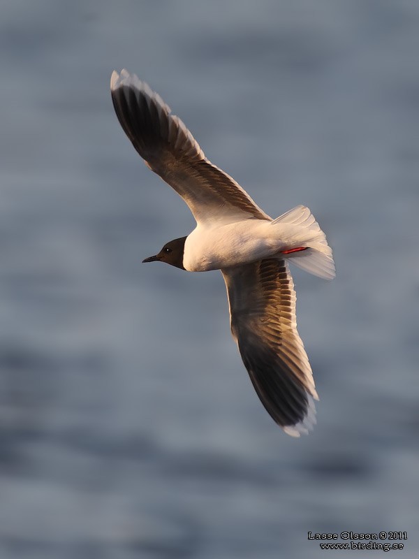 Little Gull - ML127621871