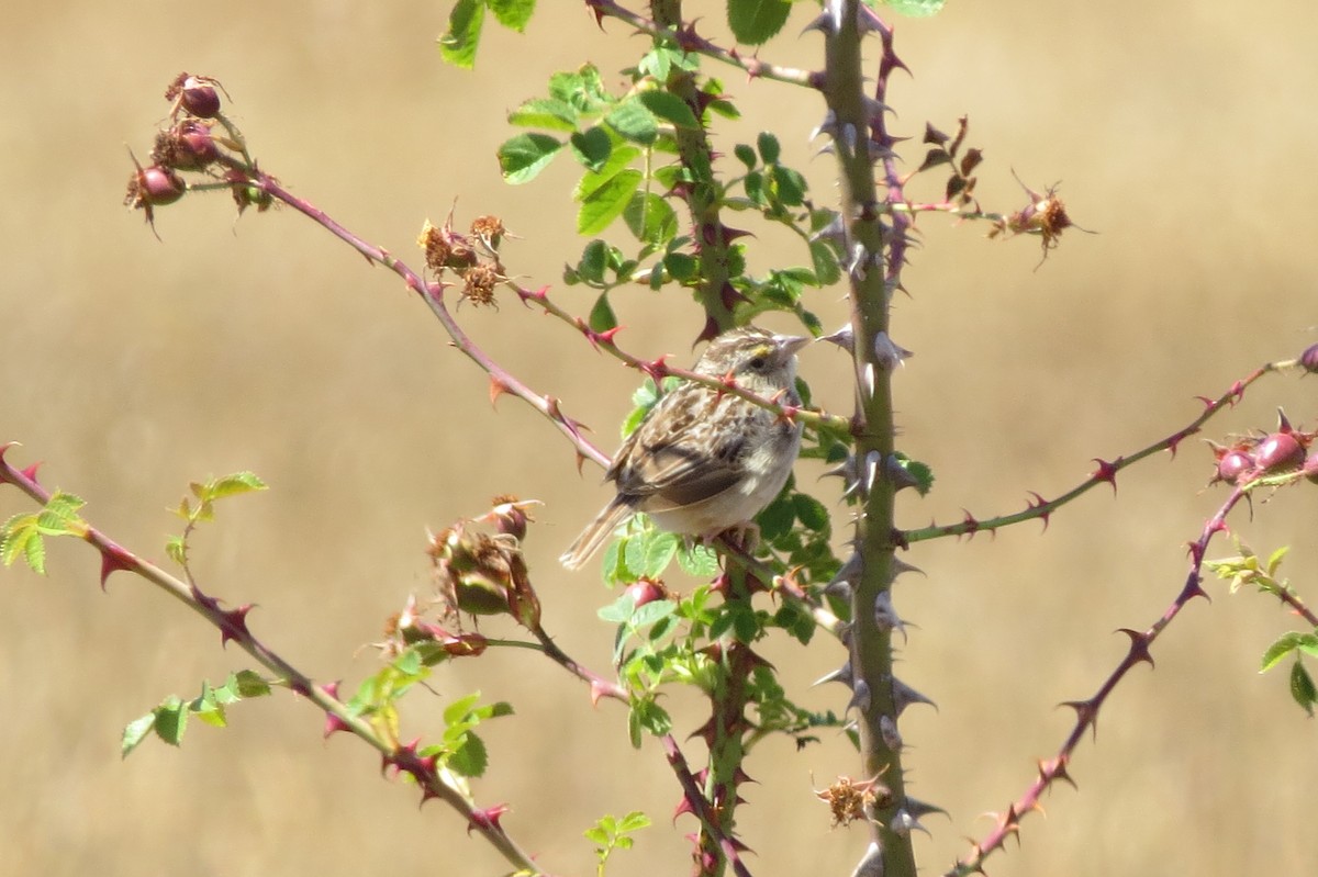 Grasshopper Sparrow - Emilie Strauss