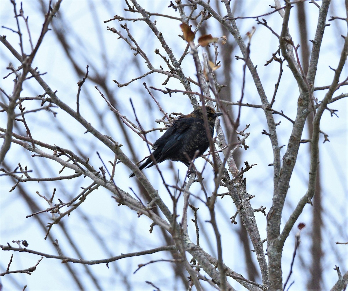 Rusty Blackbird - ML127624291