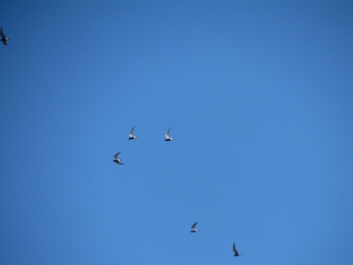 Black Tern (Eurasian) - ML127626551