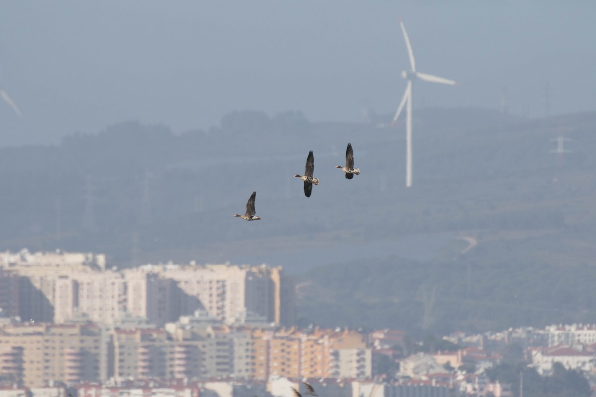 Greater White-fronted Goose - António Martins